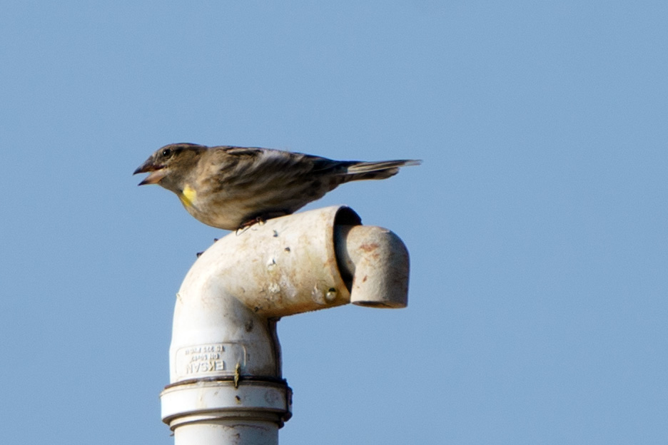 Rock Sparrow