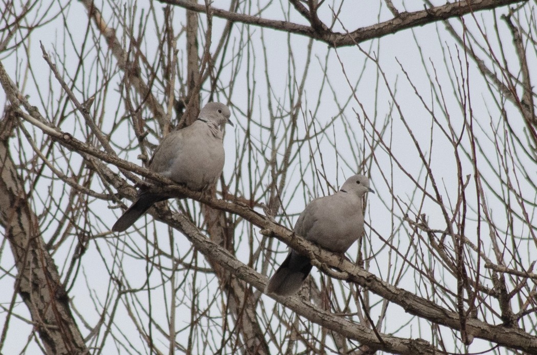 Eurasian Collared Dove