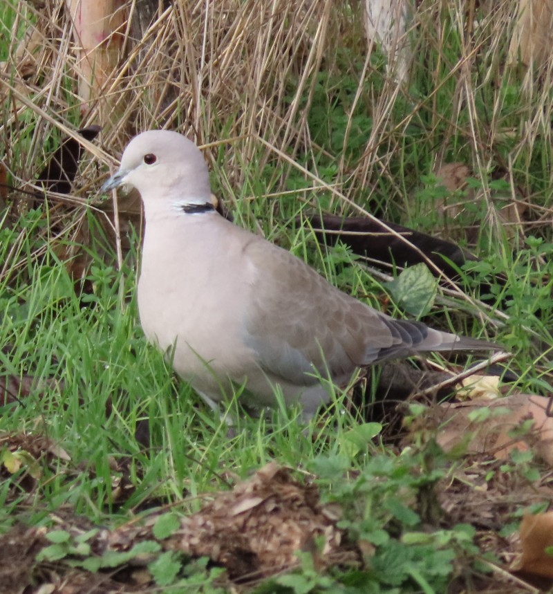 Eurasian Collared Dove