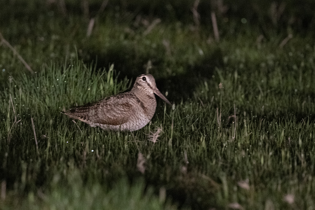 Eurasian Woodcock