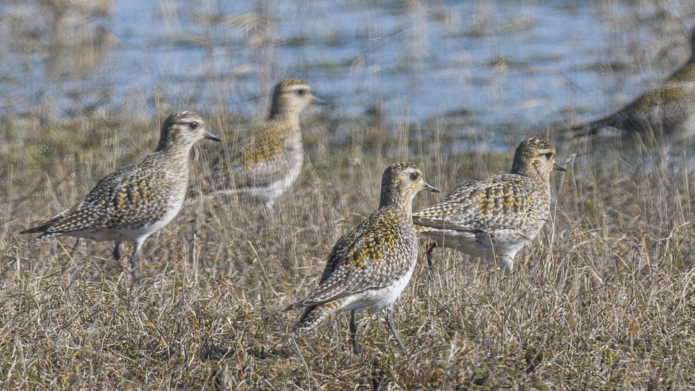 European Golden Plover