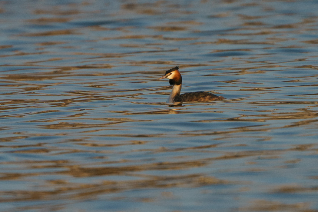 Great Crested Grebe