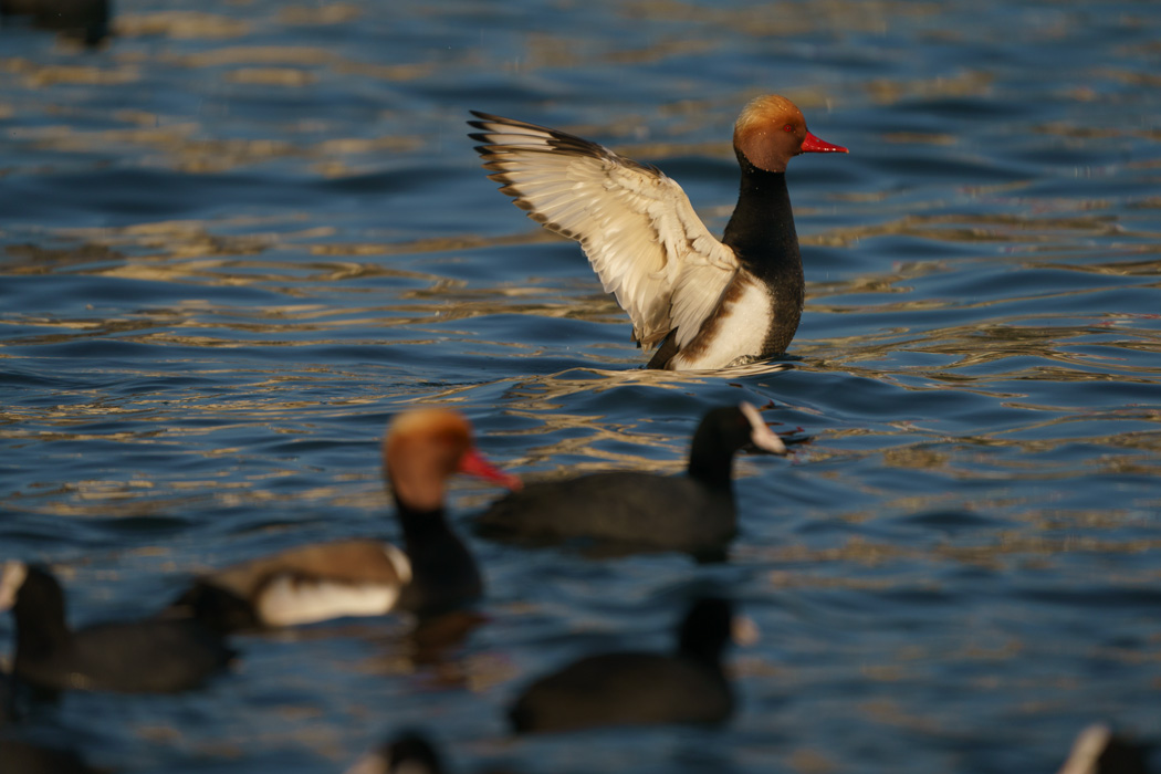 Red-crested Pochard