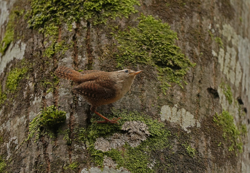 Eurasian Wren