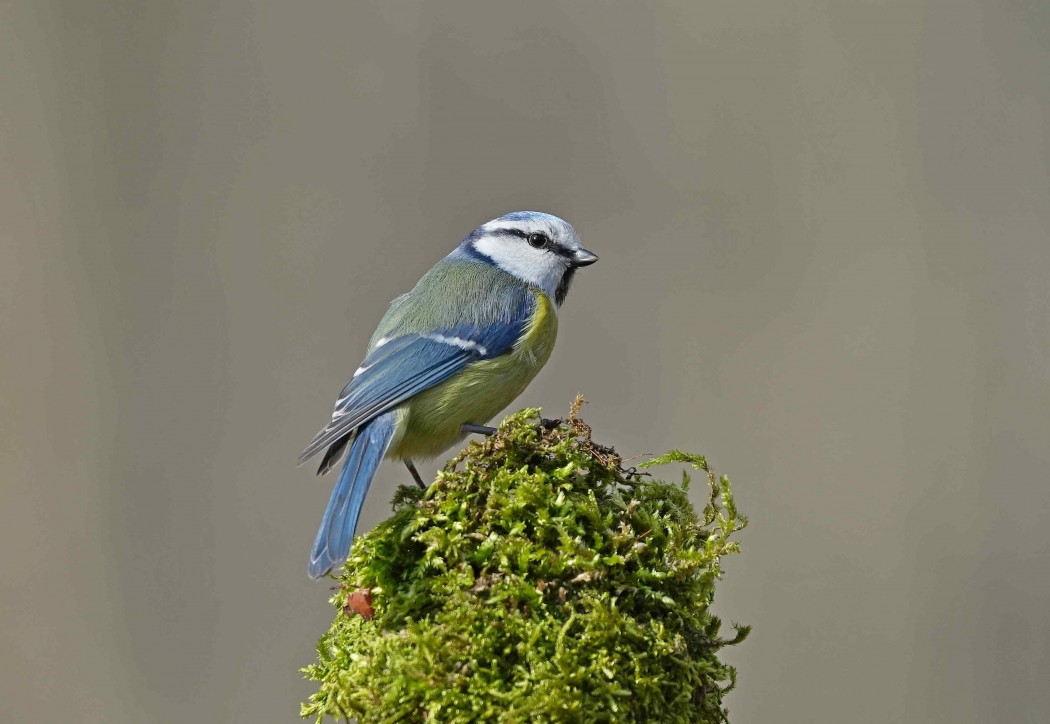 Eurasian Blue Tit