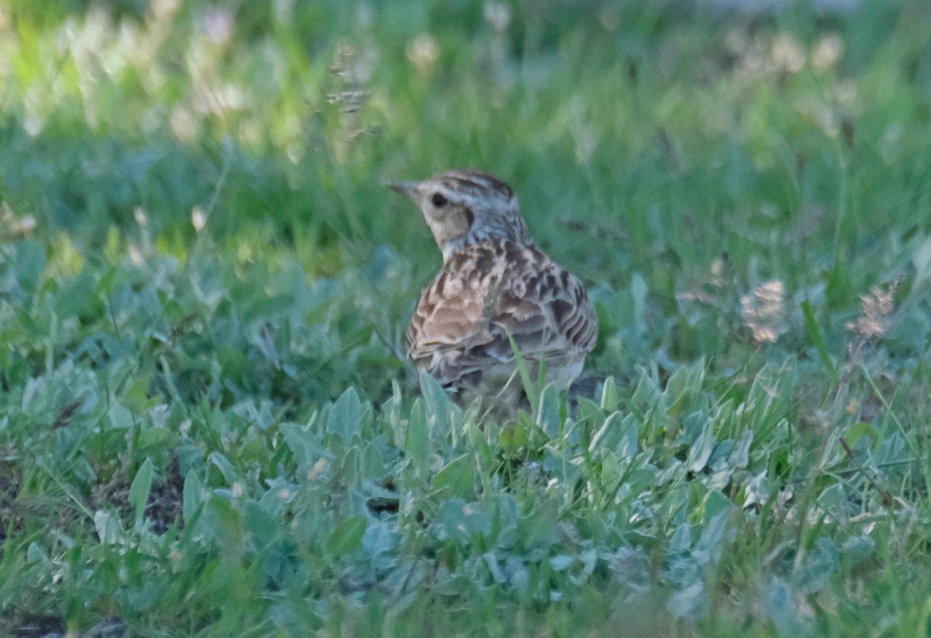 Woodlark