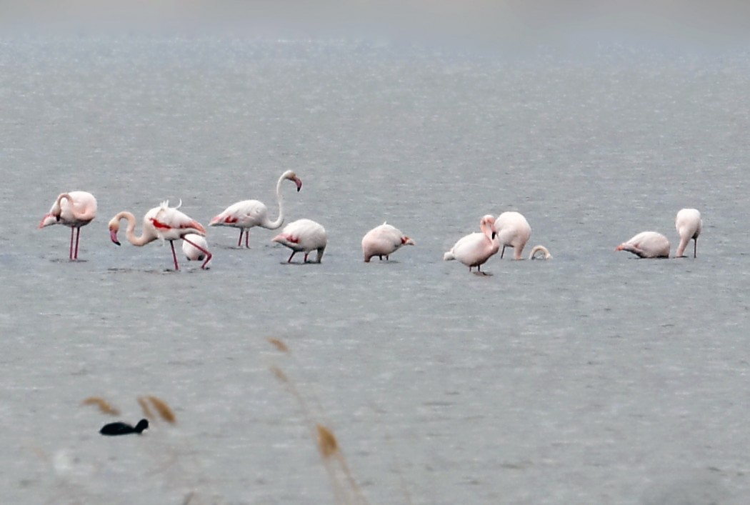 Greater Flamingo