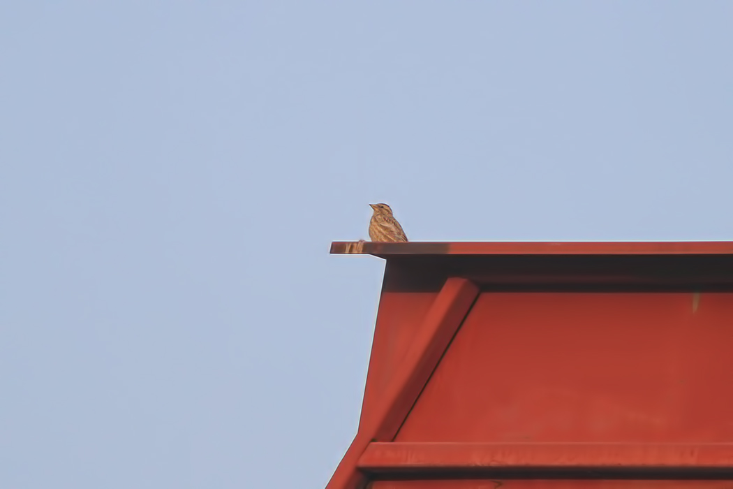 Rock Sparrow