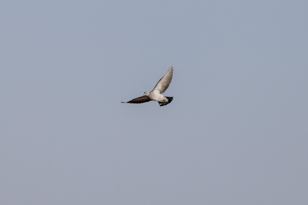 Stock Dove