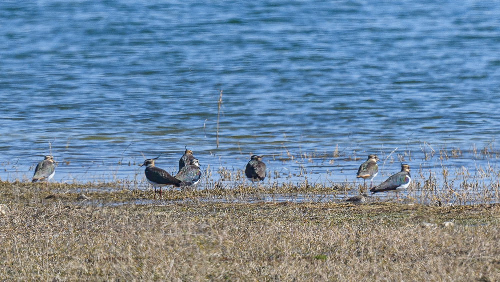 Northern Lapwing