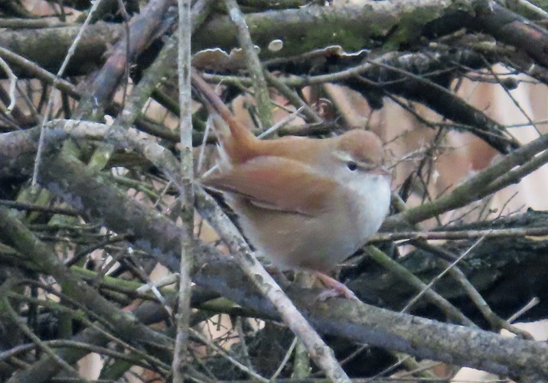 Cetti`s Warbler