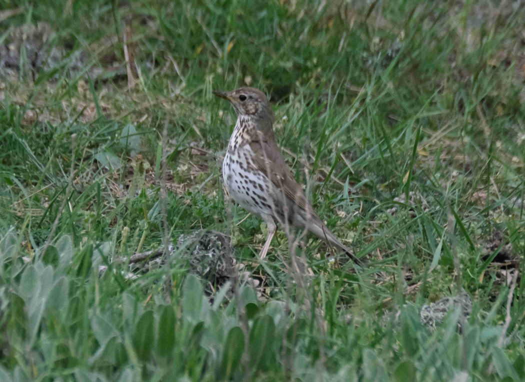 Song Thrush