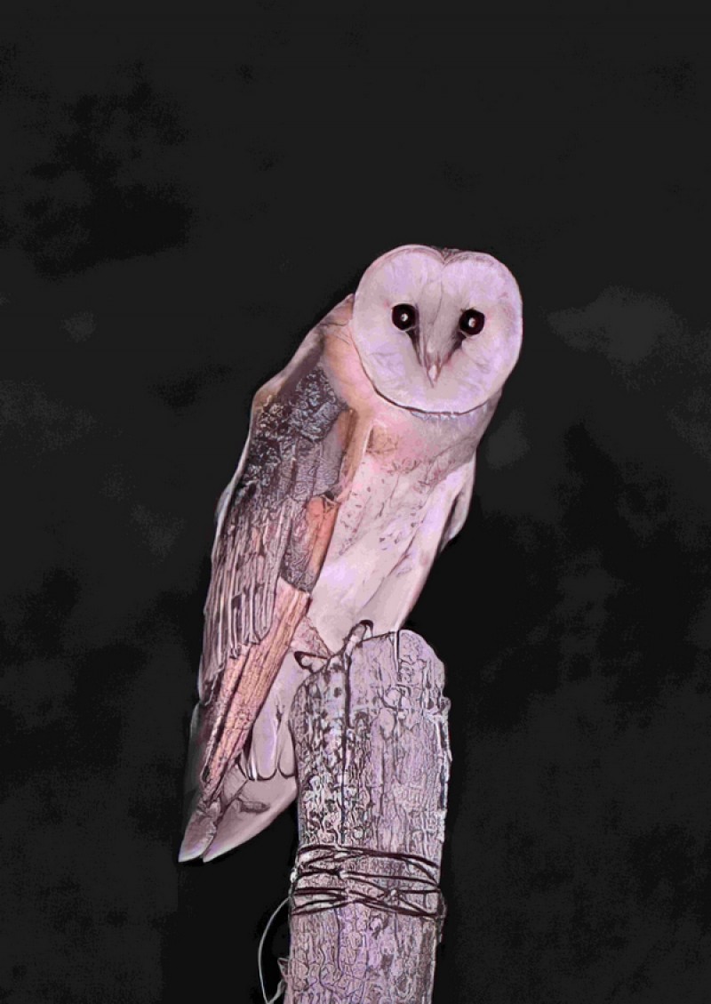 Western Barn Owl