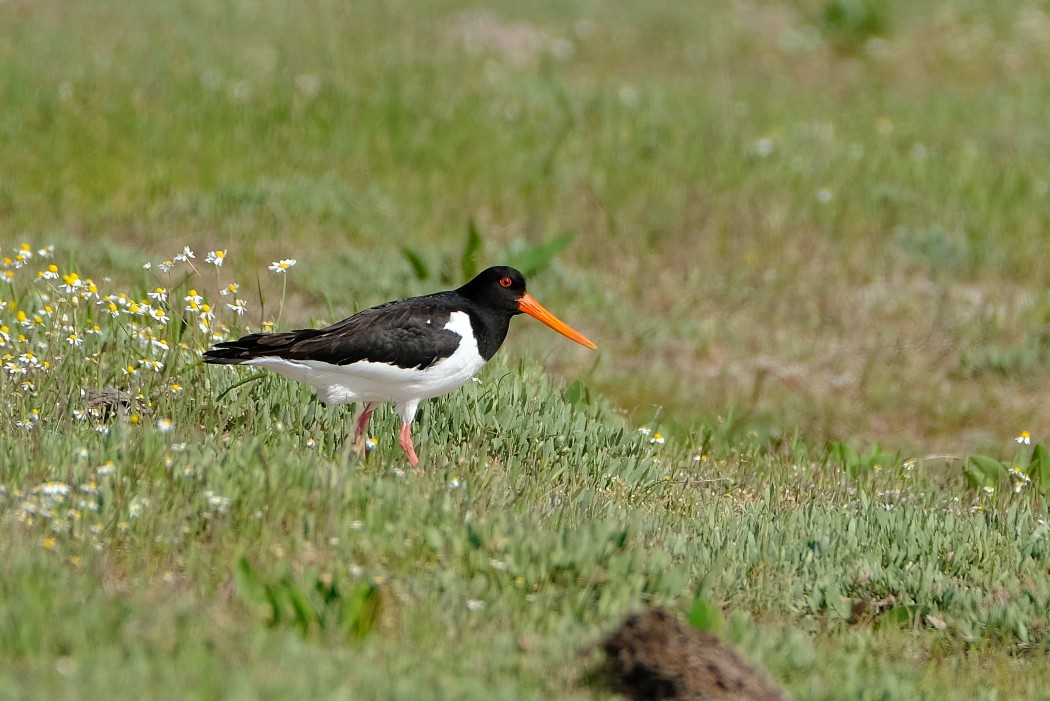 Eurasian Oystercatcher