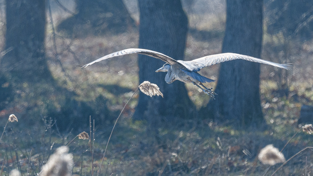 Grey Heron