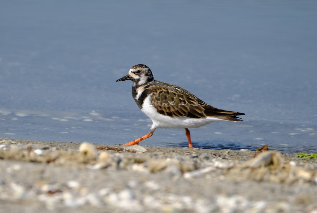 Ruddy Turnstone