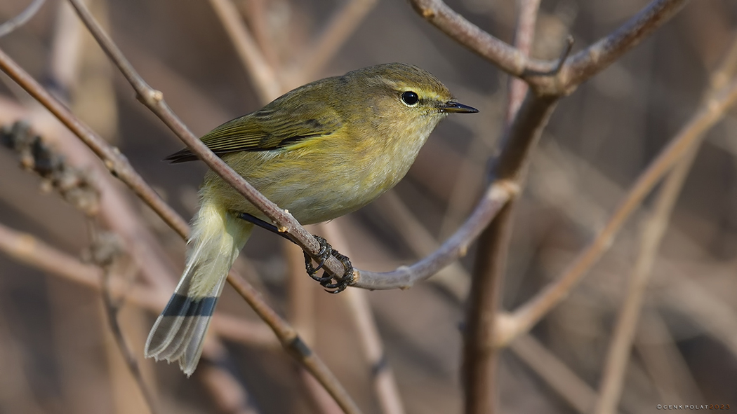Common Chiffchaff