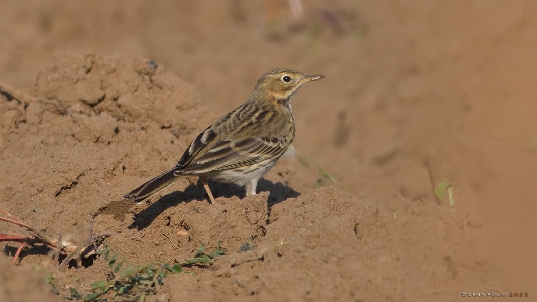 Meadow Pipit