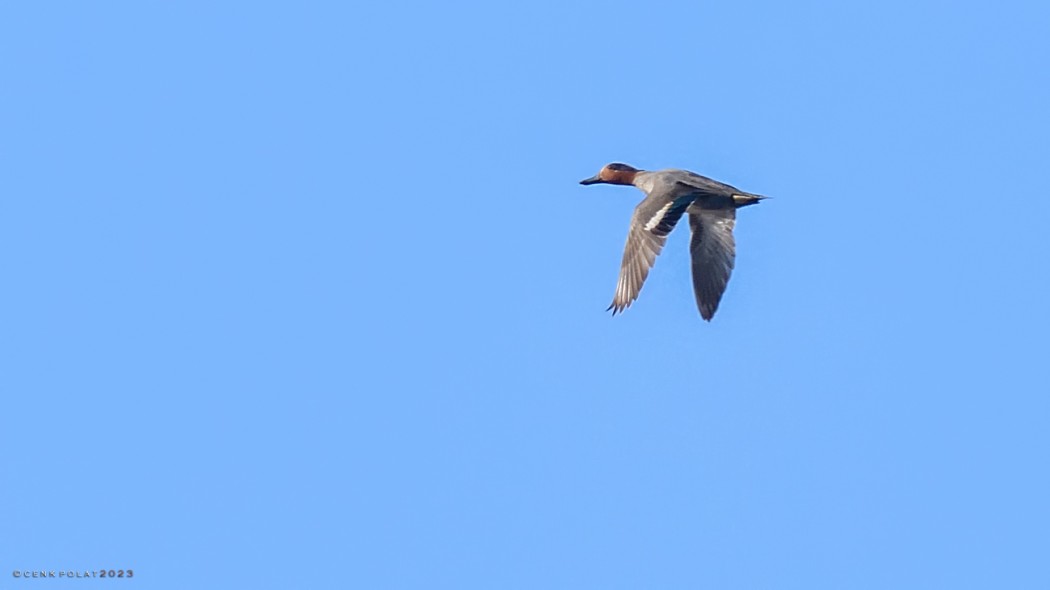 Eurasian Teal