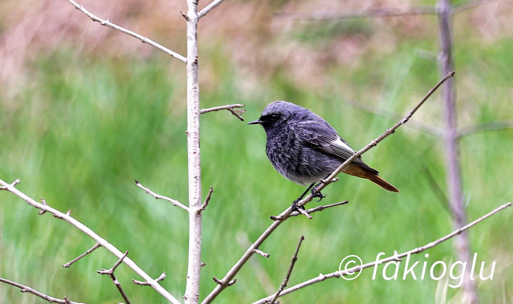 Black Redstart