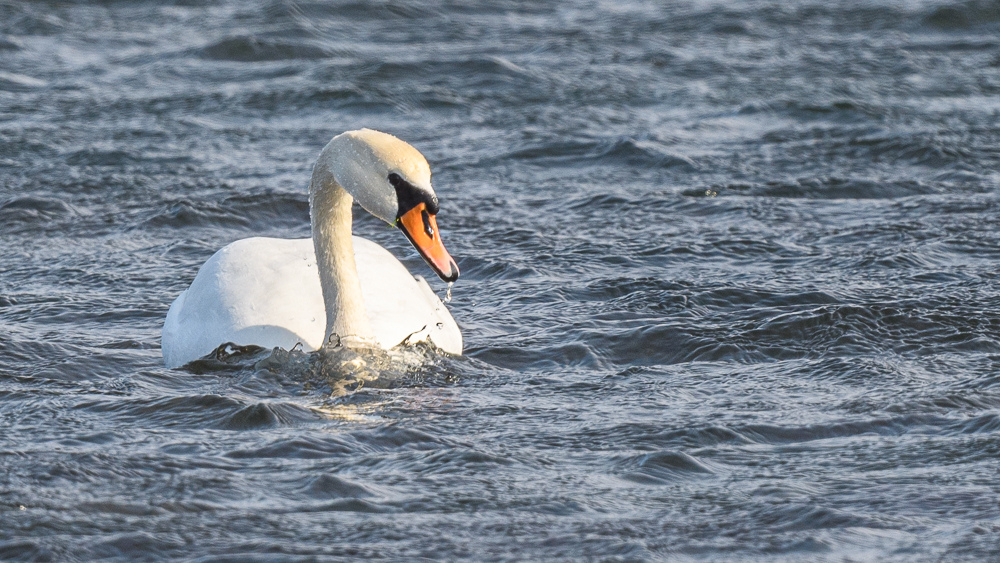Mute Swan