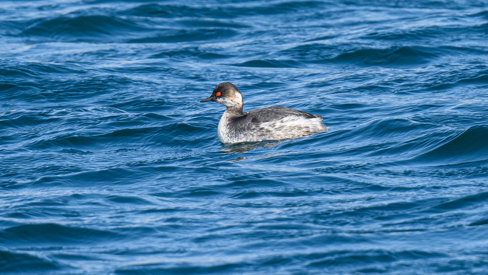 Black-necked Grebe