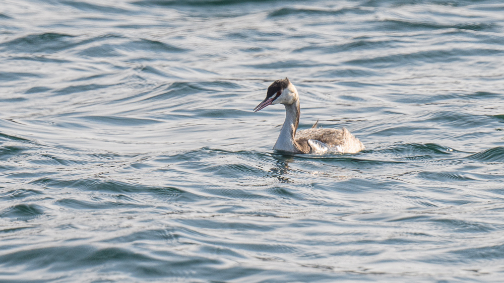 Great Crested Grebe