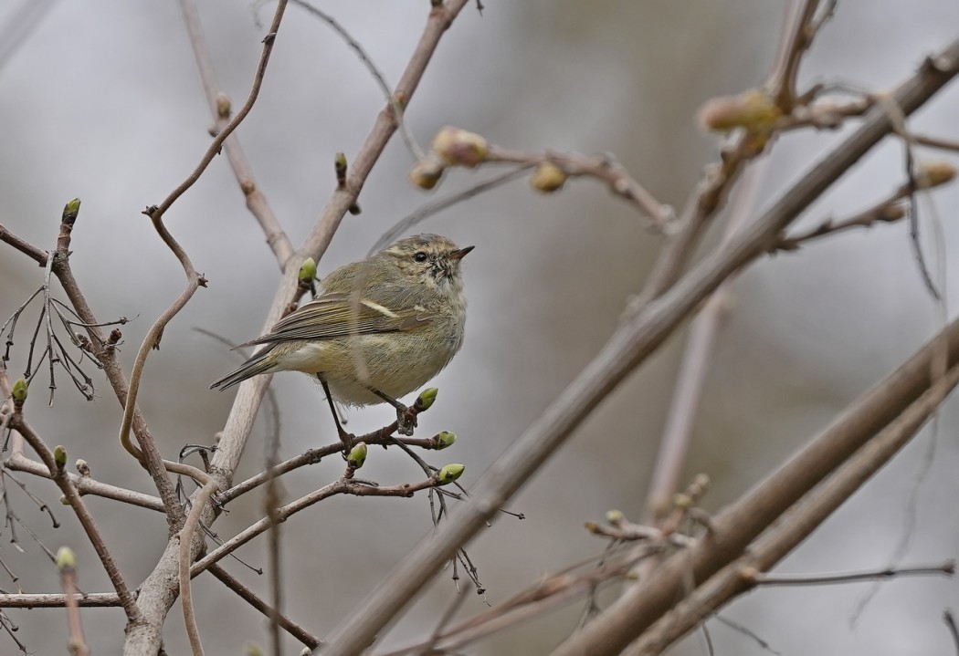 Hume`s Leaf Warbler