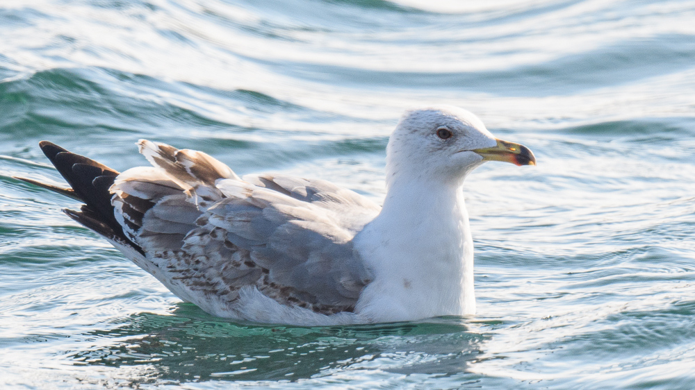 Yellow-legged Gull