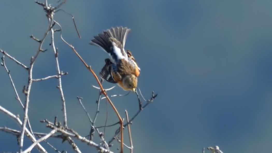 Brambling
