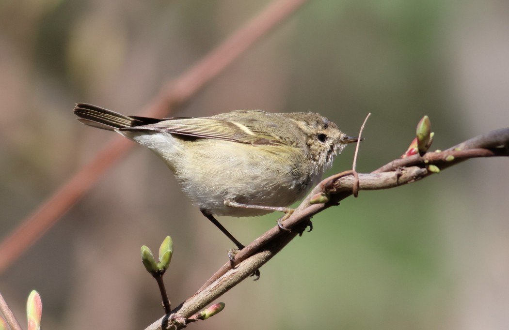Hume`s Leaf Warbler