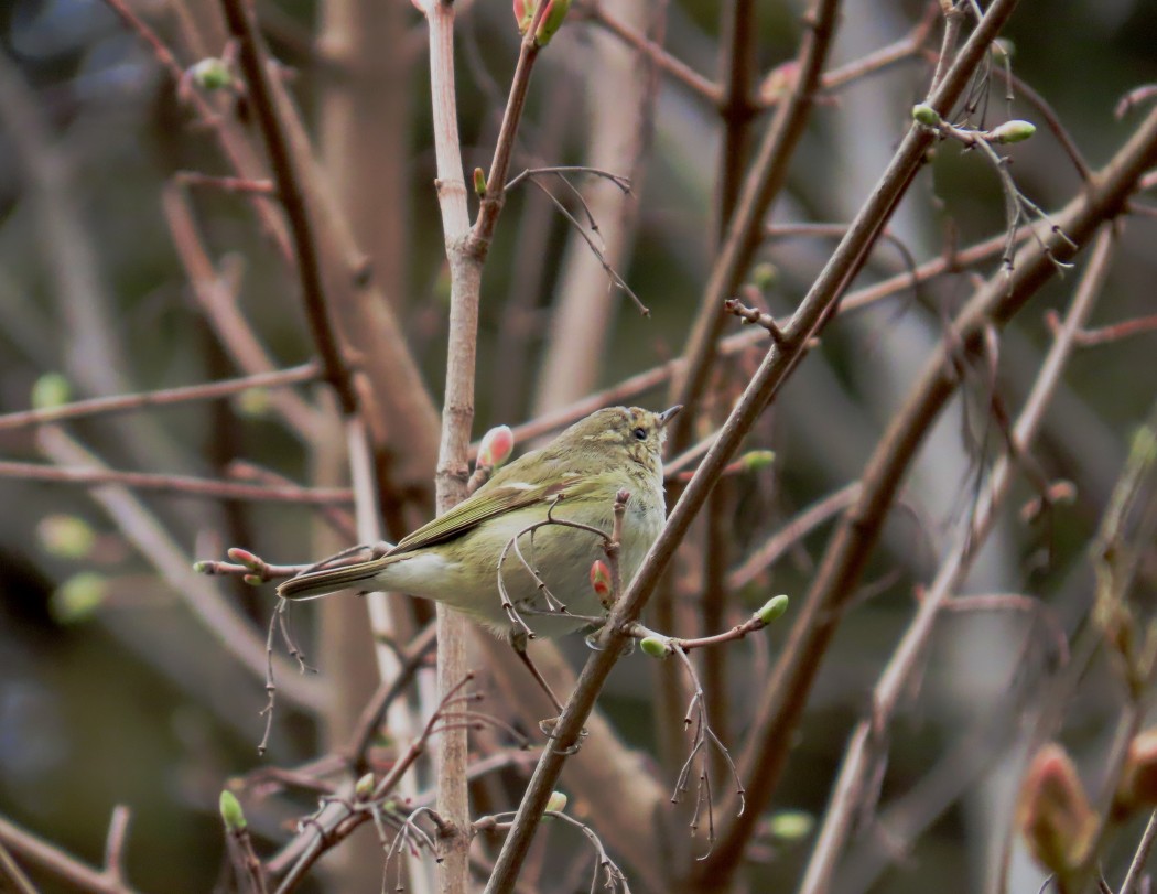 Hume`s Leaf Warbler