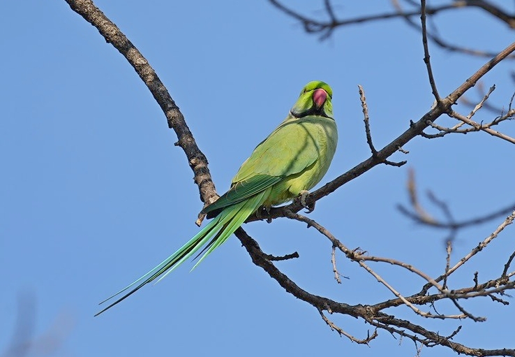 Rose-ringed Parakeet