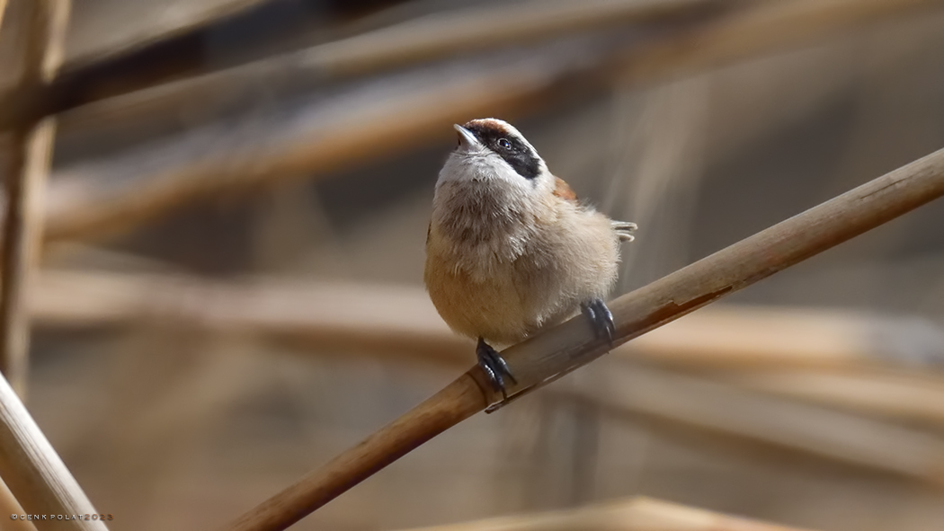 Eurasian Penduline Tit