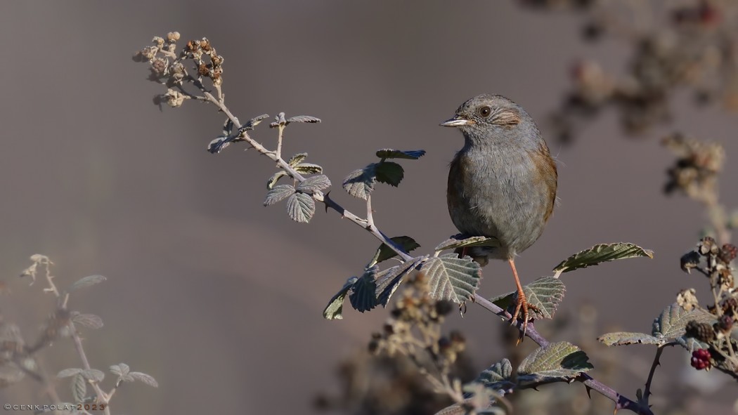 Dunnock