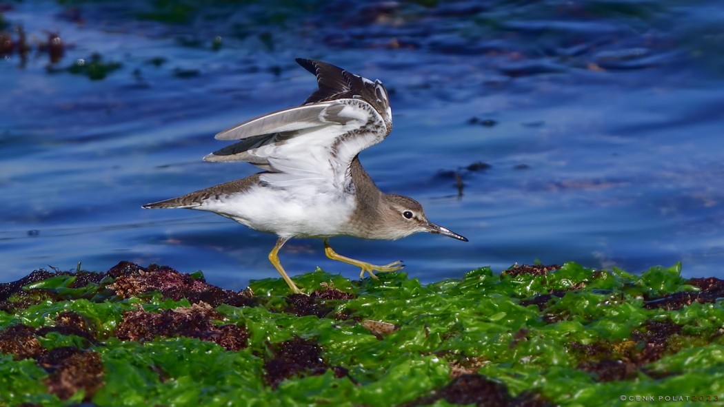 Common Sandpiper