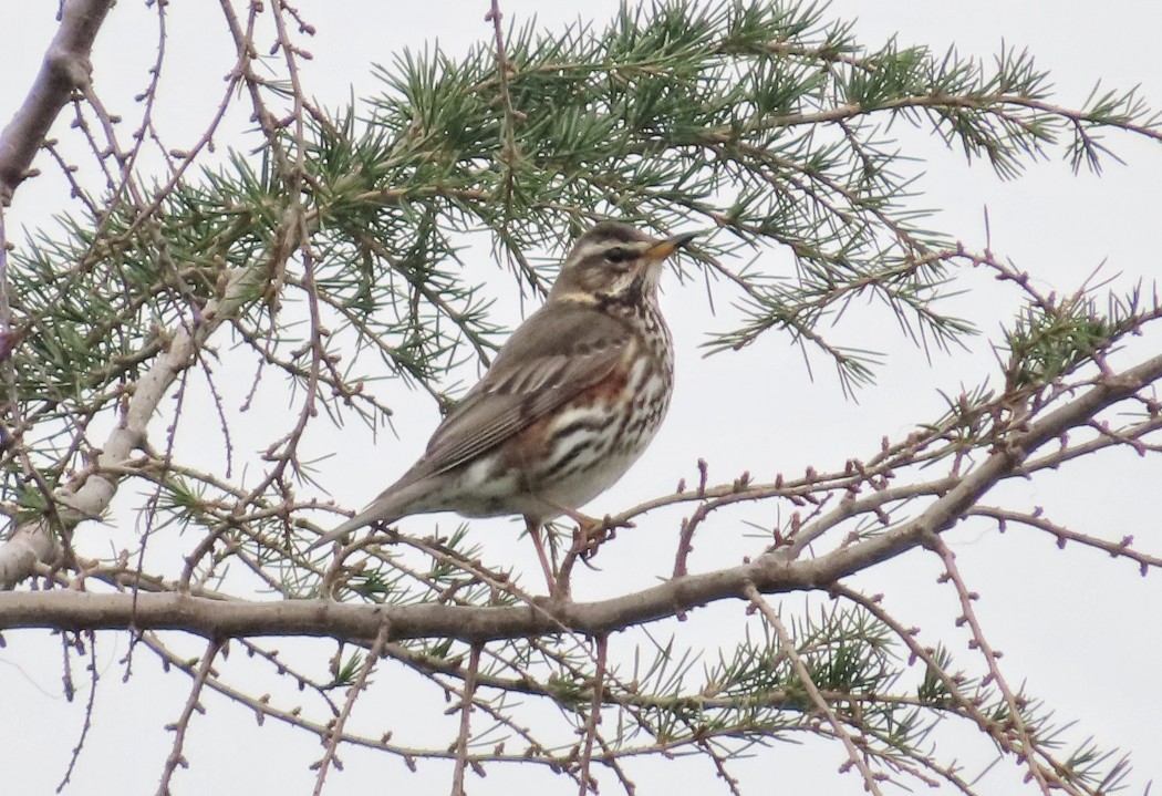 Redwing