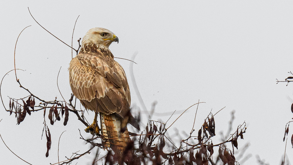 Long-legged Buzzard