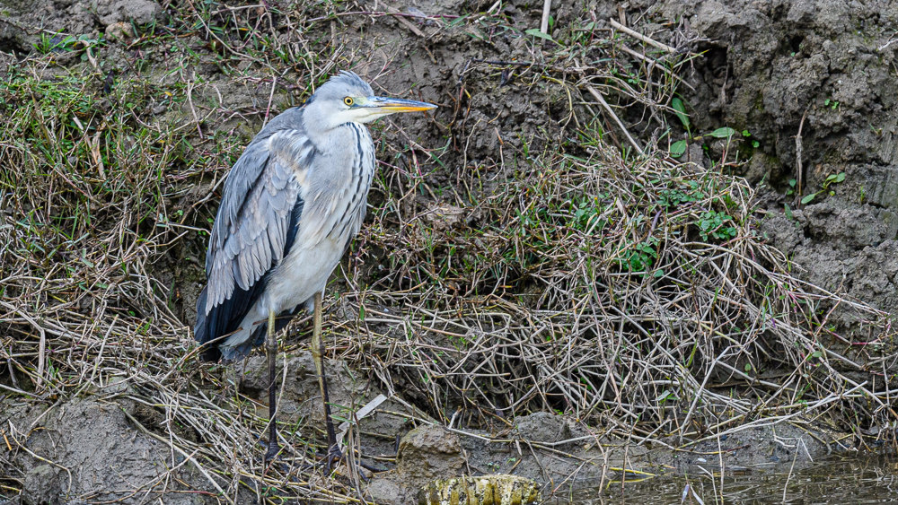 Grey Heron