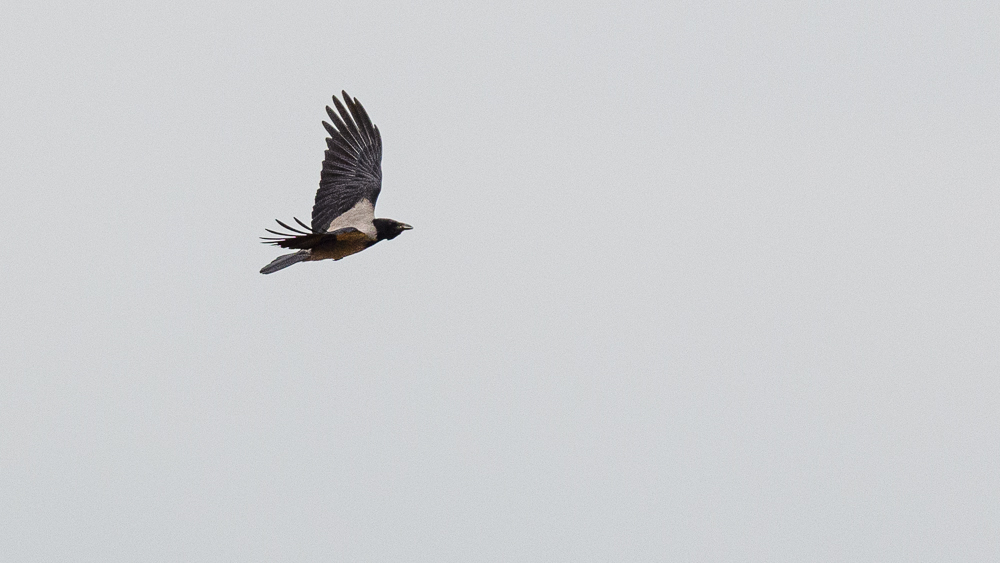 Hooded Crow