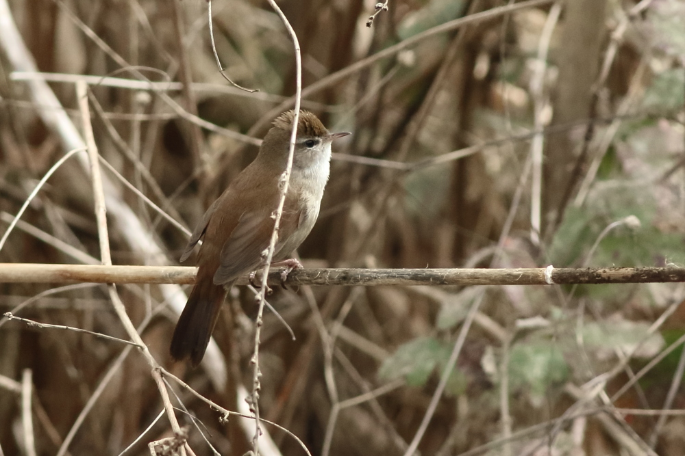 Cetti`s Warbler