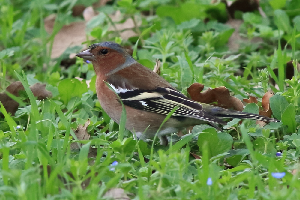 Eurasian Chaffinch