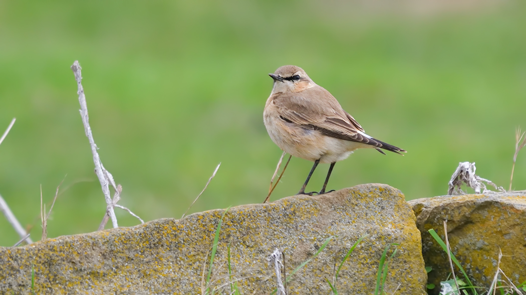 Isabelline Wheatear