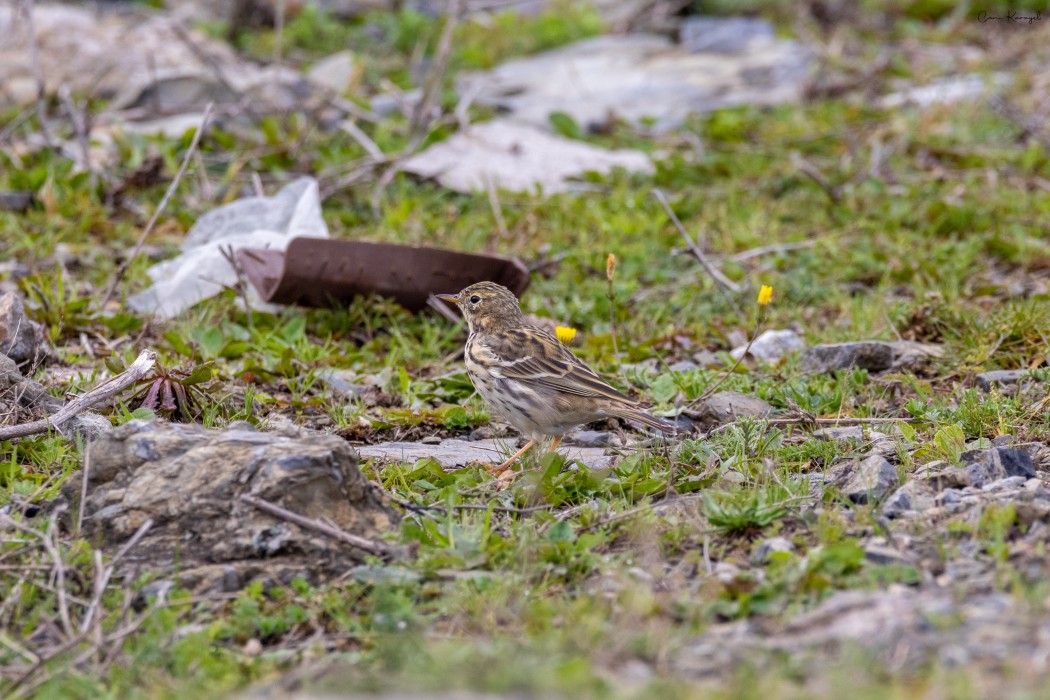 Meadow Pipit