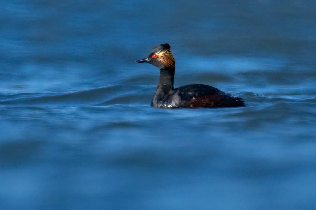 Black-necked Grebe