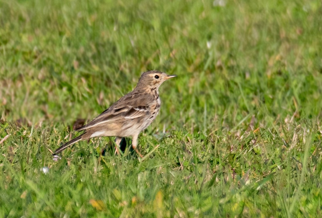 Buff-bellied Pipit