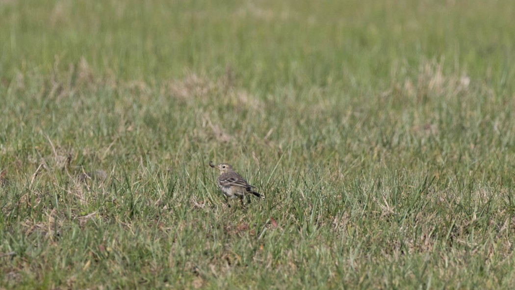 Buff-bellied Pipit