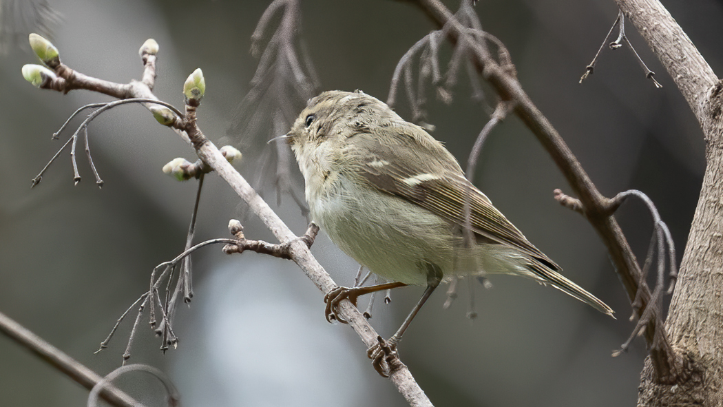 Hume`s Leaf Warbler