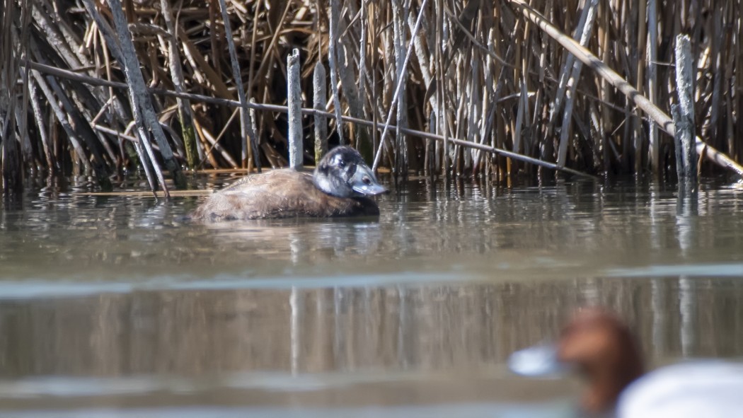White-headed Duck