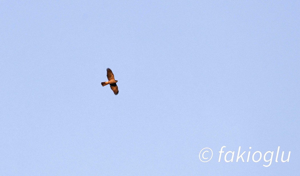 Eurasian Goshawk